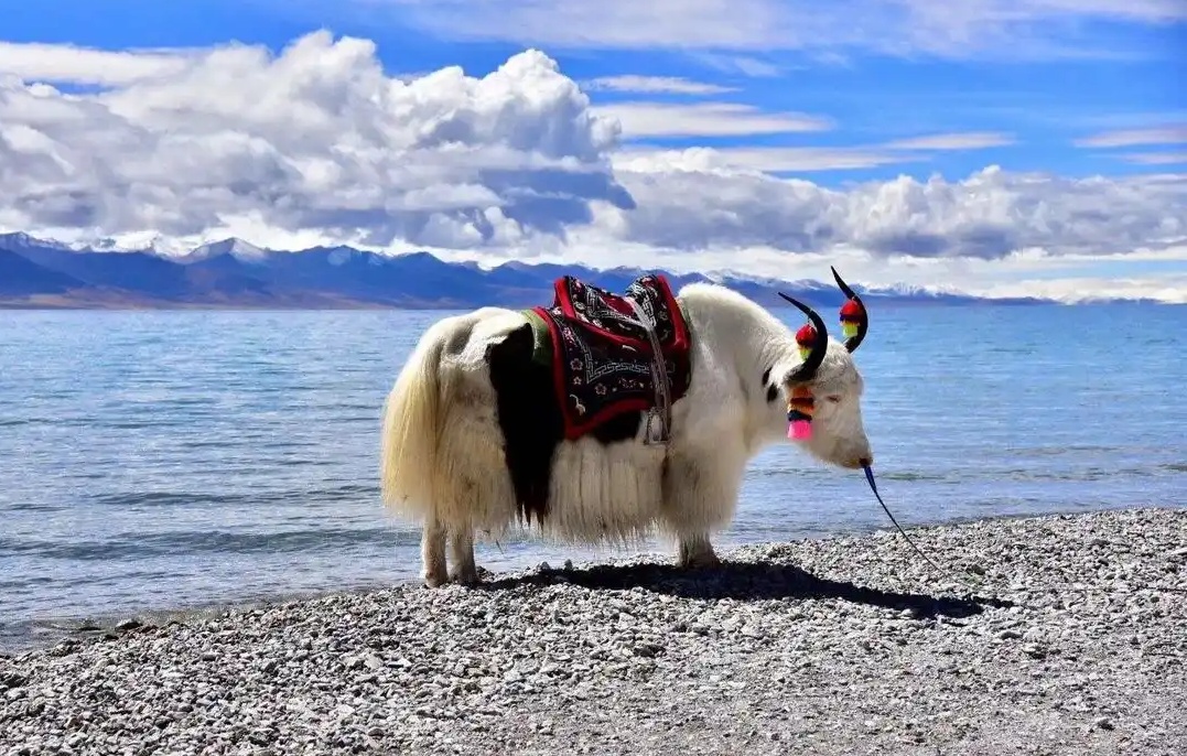 Der weisse Yak am Yamdrok See Der weisse Yak am Yamdrok See